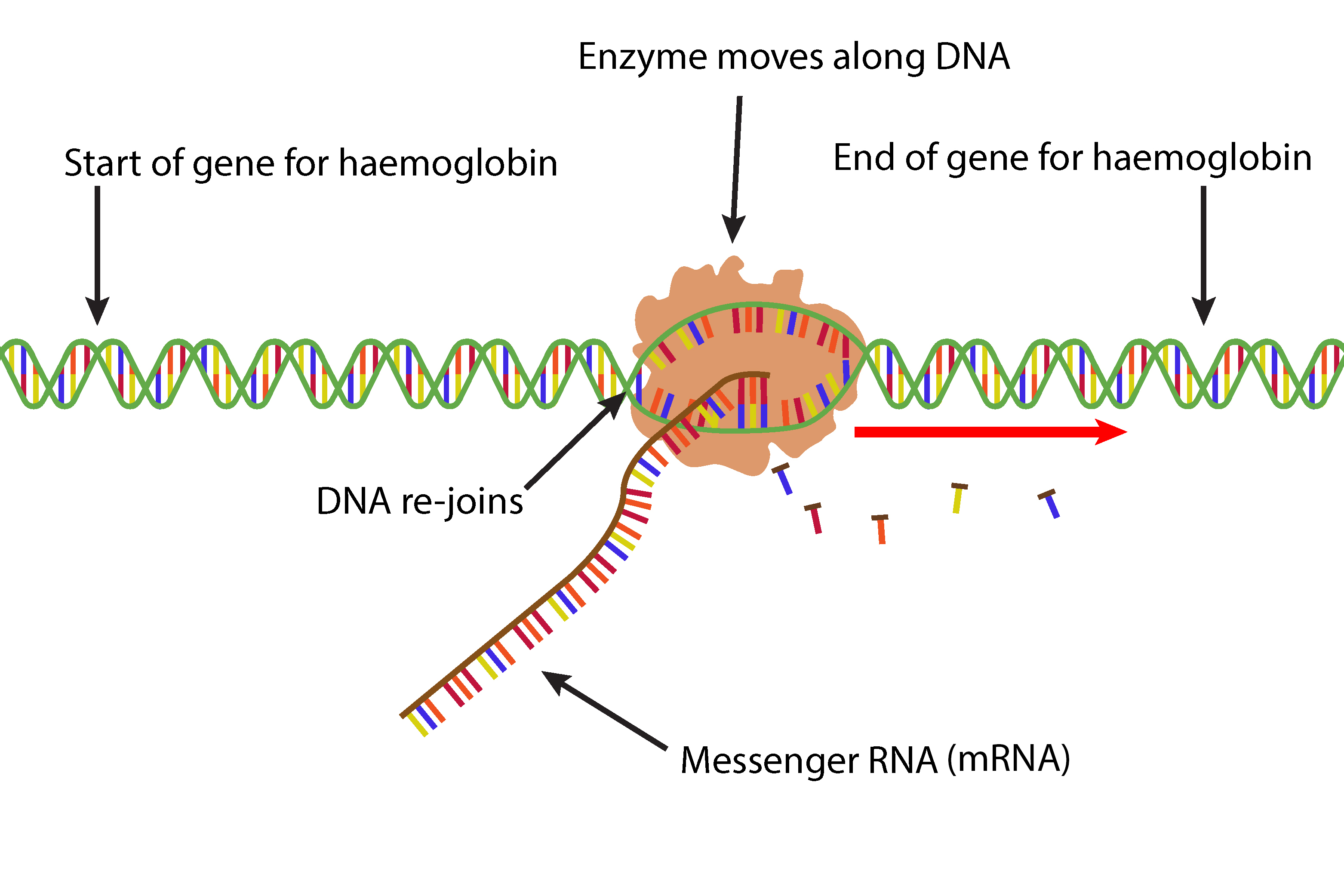 Joining nucleotides produces messenger RNA (mRNA)